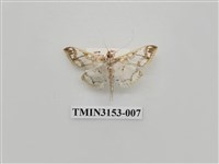 藏品(螟蛾304)的圖片